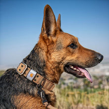 Load image into Gallery viewer, Carhartt Nylon Wide Dog Collar